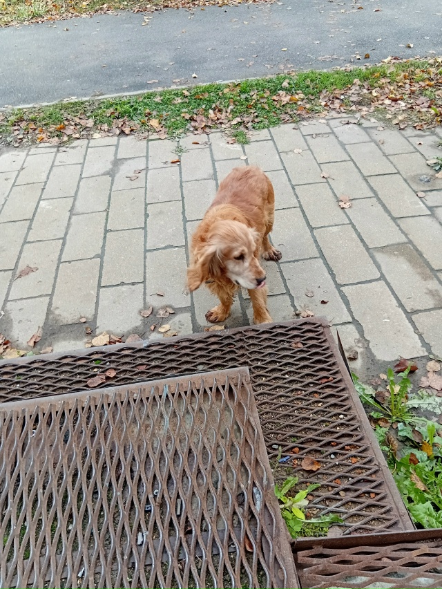 Чей, бегает по Карла- Маркса.