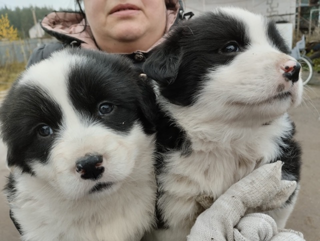 Ищем дом и добрые руки для щенков.🐕🐩🐶🐾
+7920679-34-78 Вик?...