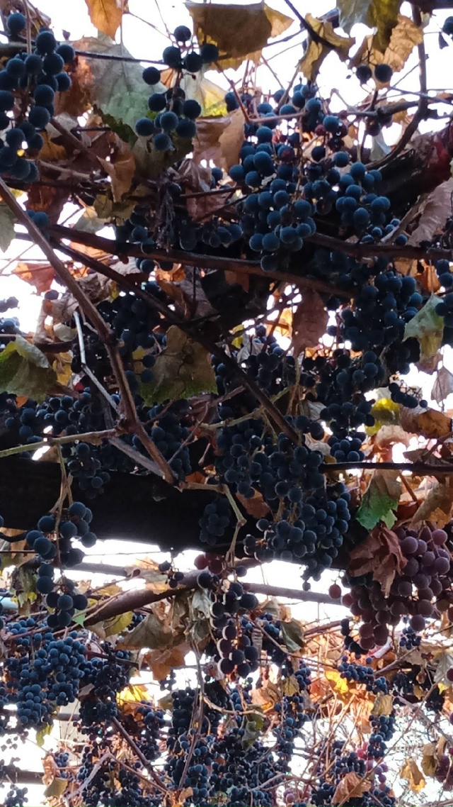 Отдам виноград на винишко.