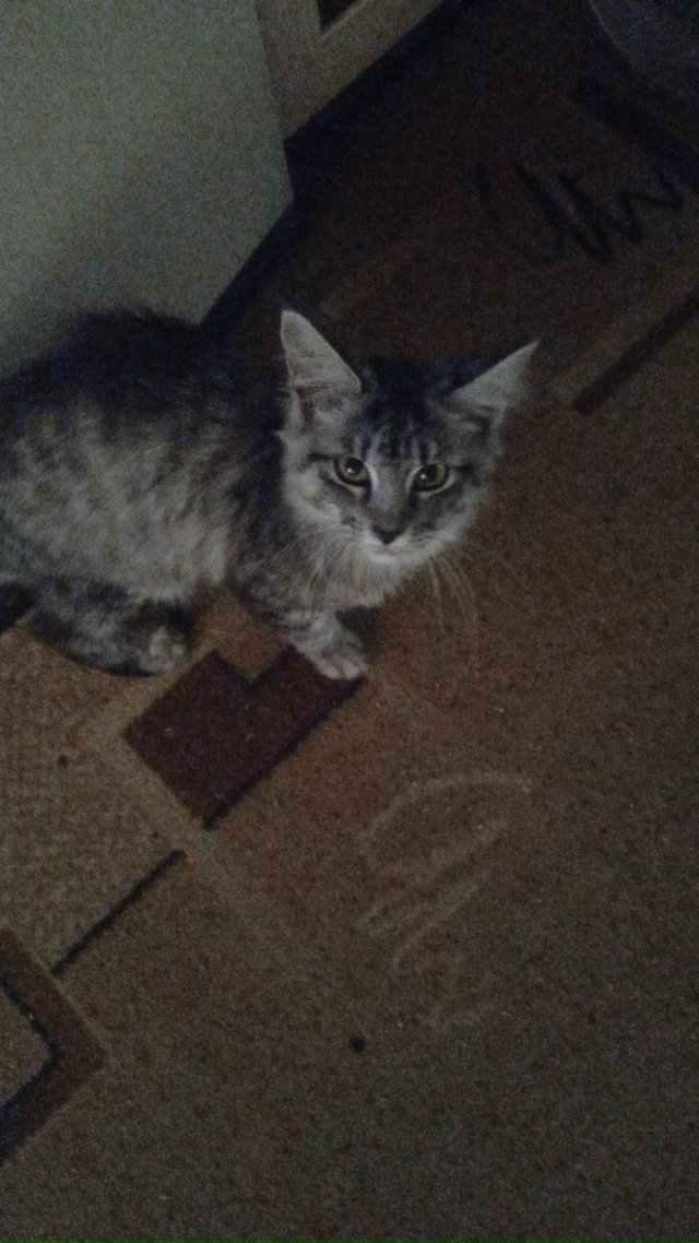 Пропал котик по п.Рабочему,может кто видел или взял себ...