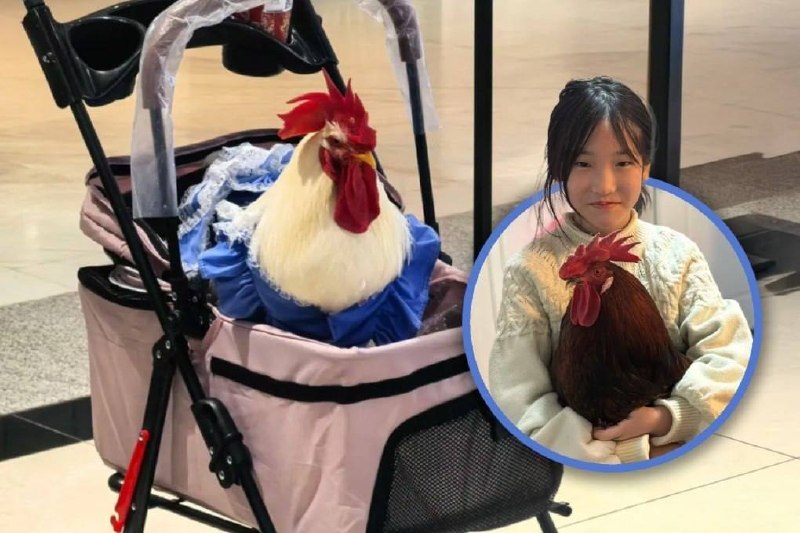 В Китае домашние куры и петухи уверенно вытесняют собак и котов.
В мегаполисах тренд на пернатых пи