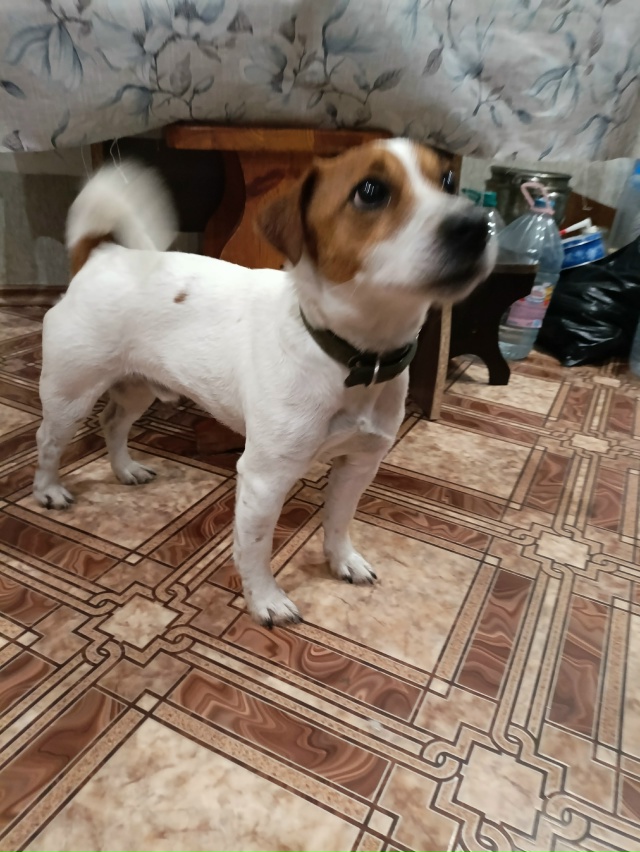 ‼️Найдена собака породы
. Джек Рассел на Садо...