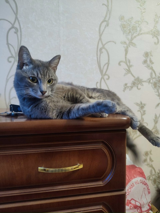 На Химиков 12 случайно выскочил из дома кот Мурзик.Три д...