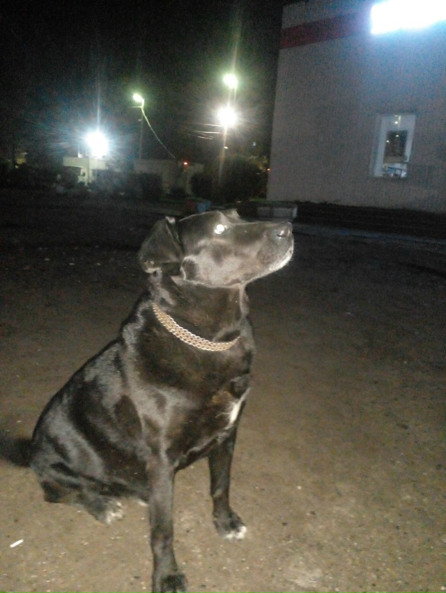 Чея потеряшка с ошейником бегает