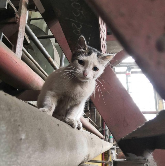 Устаёт Саня иногда от рутины серых будней: один вялый д...