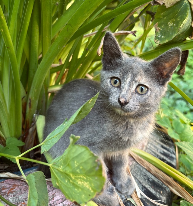 Отдам котят в добрые руки.