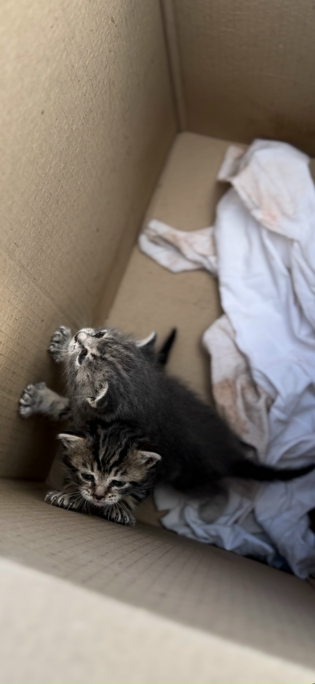 Добрый день, ищем кормящую маму кошку, для котят, а такж...