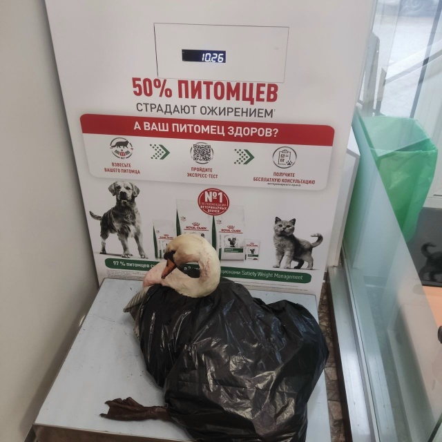 😱В Чишминском районе расстреляли лебедя-шипуна
Инсп?...