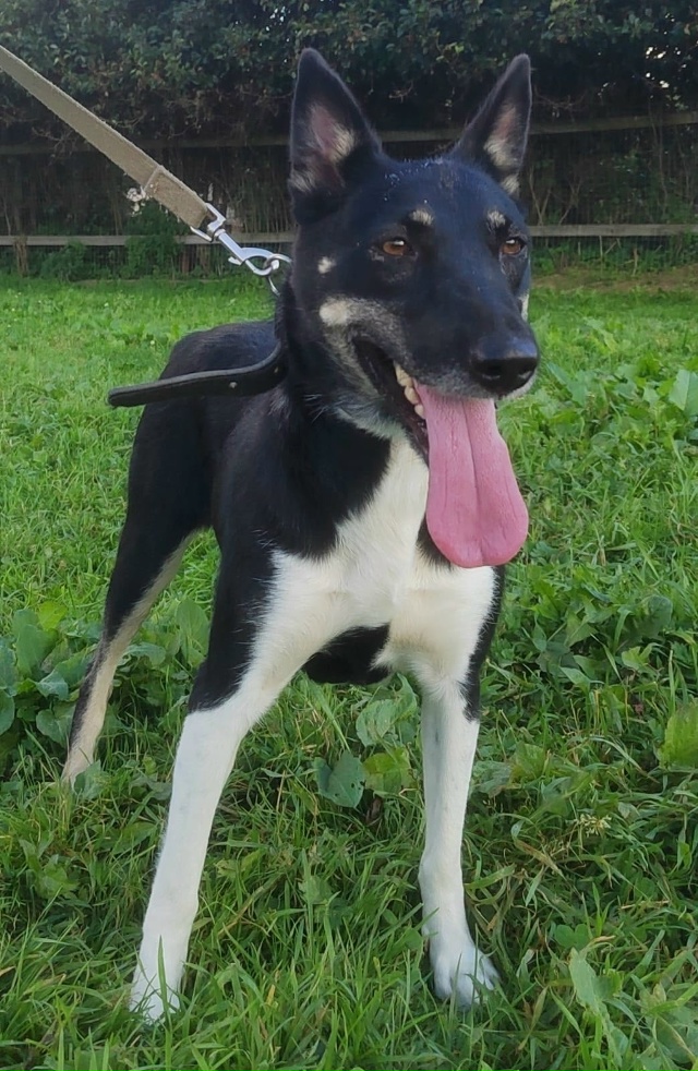 Красотка Альмочка ищет дом!Натерпелась за свою 5летню?...