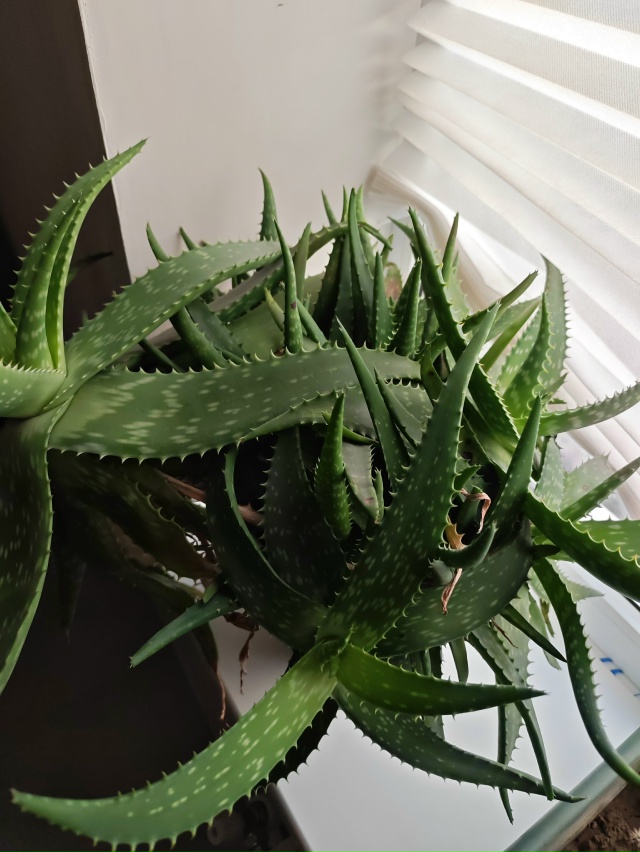 Отдам 5-летний алоэ.
