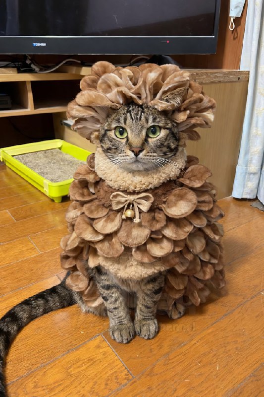 Сходил за этими вашими грибами в лес