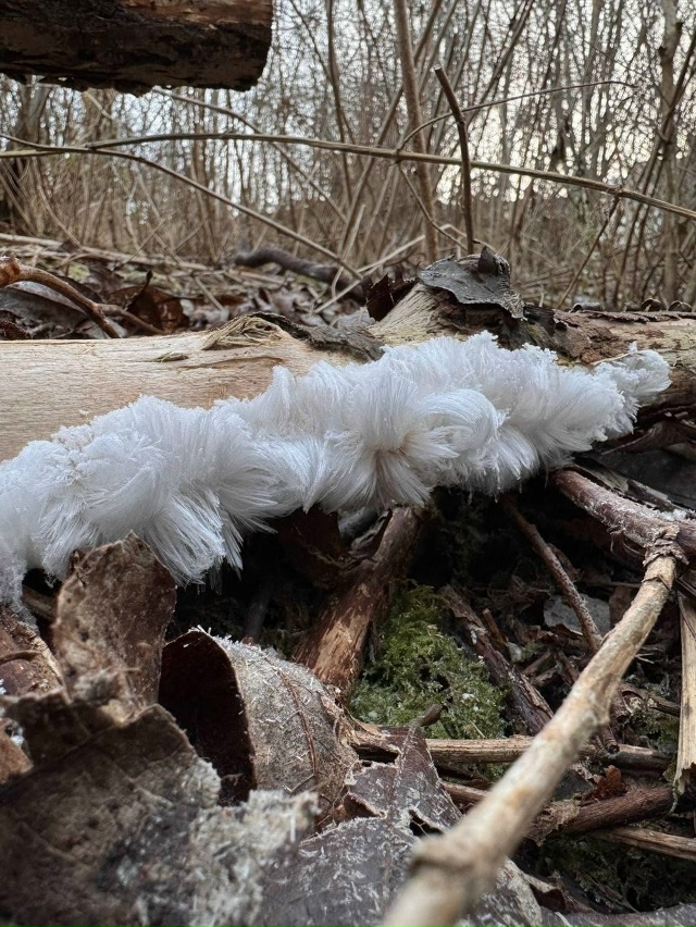 «Ледяные волосы» появились в cаду Соловьёв — редкое пр...