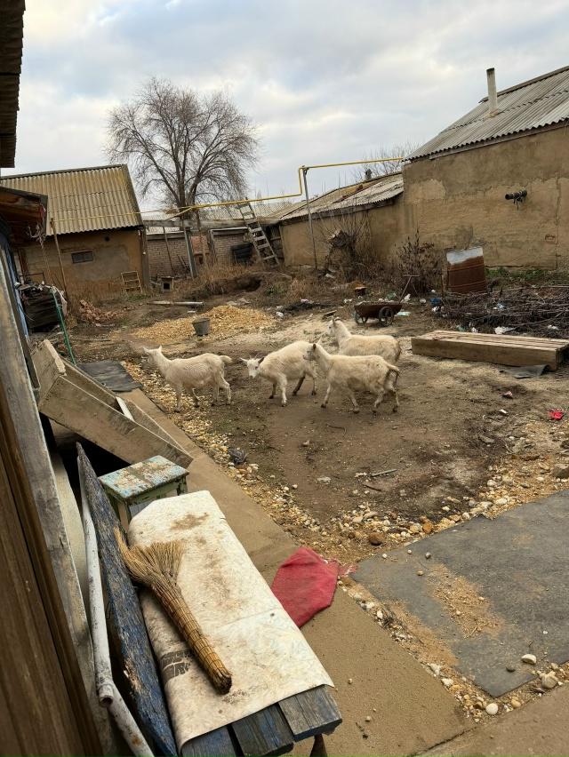 Продаются козы 4шт, одна коза 4тысячи. 7-8 месяцев.звонит?...