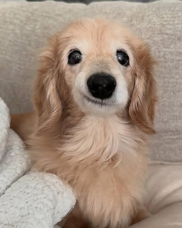 Бася по имени Белла покорила соцсети своей милой улыбкой — один уголок мордочки у неё приподнят, и э