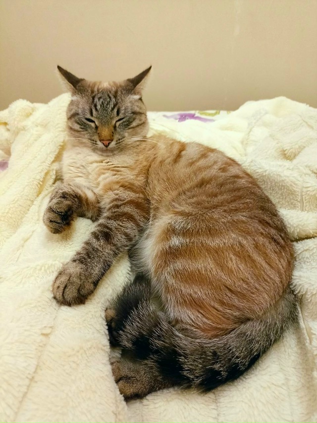 Кот Арбуз 🐈🍉