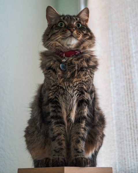 Его величество КОТ!!!