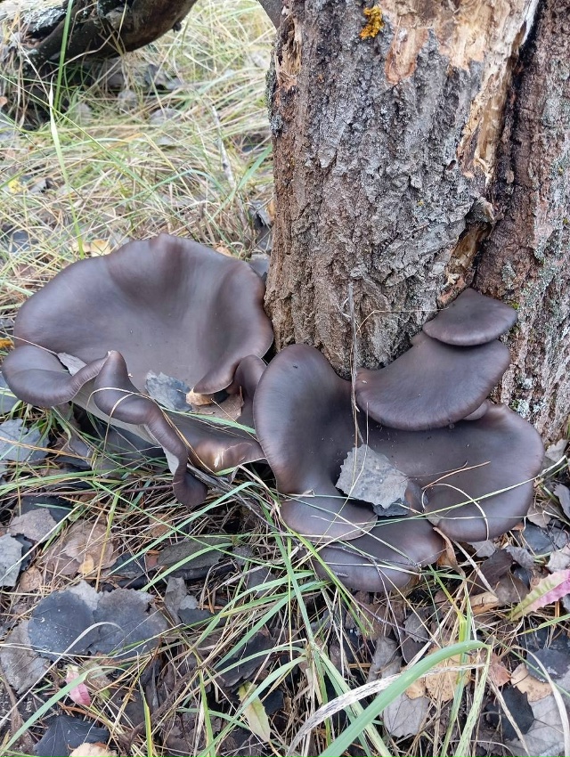 👀 В Малышевском лесу обнаружены вешенки невероятных ?...