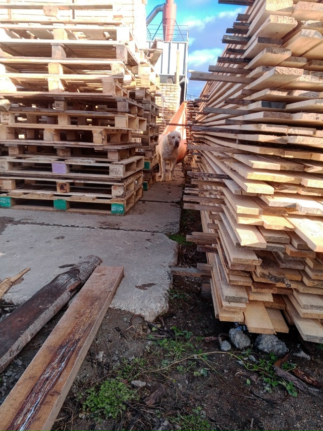 На Базу Московское шоссе 18 пришла собака - девочка, мож?...