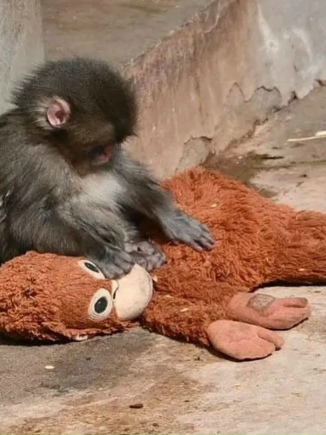 У Панча появилась подружка — знаменитая макака, котор?...