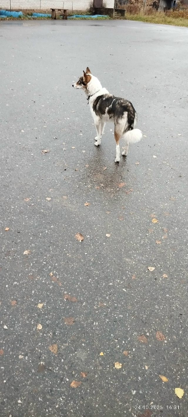 В деревне Завод, со слов бабушек со среды бегает собачк...