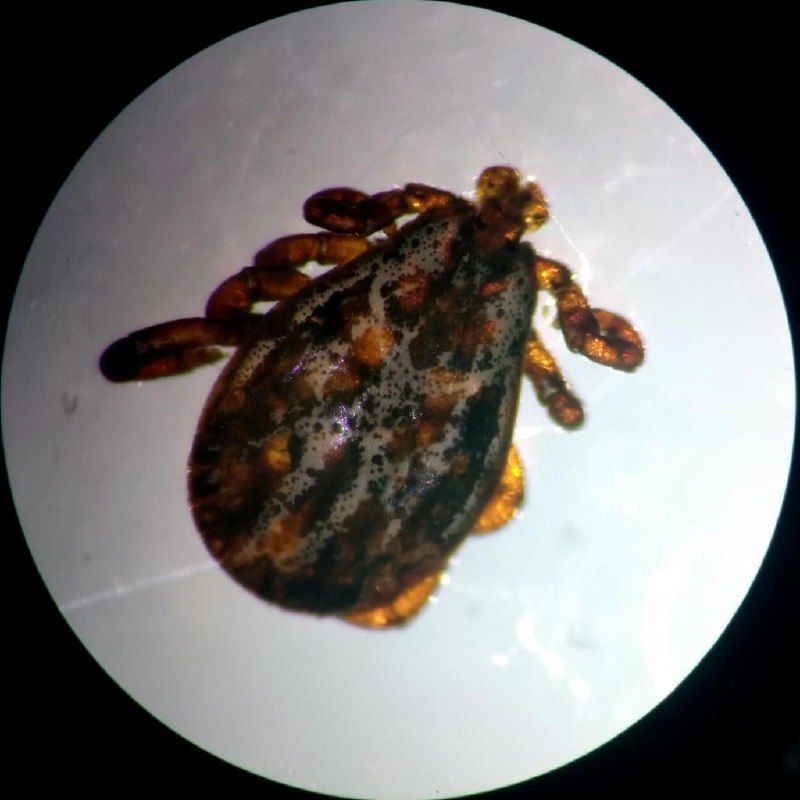 Распространяющиеся в России клещи-мутанты могут бежать за человеком со скоростью муравья.
Речь о в