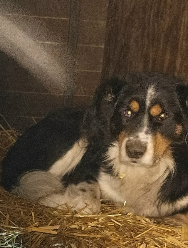 Присмотритесь, чей питомец попал в отлов? Был пойман с ?...