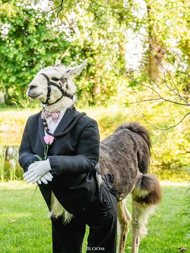 Я плачу.
У этой пары в роли шафера была их домашняя лам?...