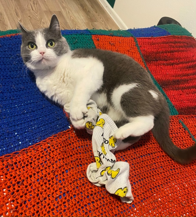 Жмыхнуло.
Любит Мурёна носки мужа.
#мурёнакошечка