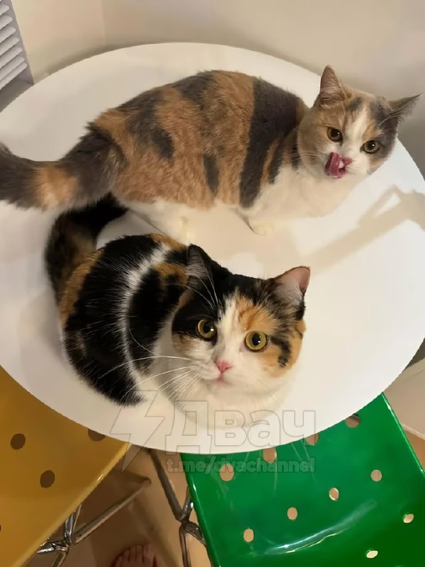 Кажется, в принтере начал заканчиваться тонер