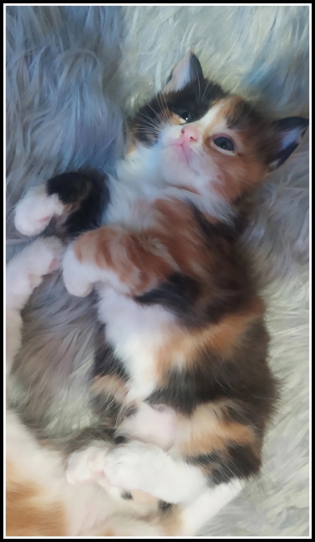 Предлагаем котят цветной турецкой ангоры от собственн...