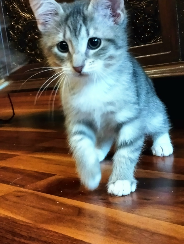 Санкт Петербург и ЛО! Мальчишка Тай ищет дом и своего х?...