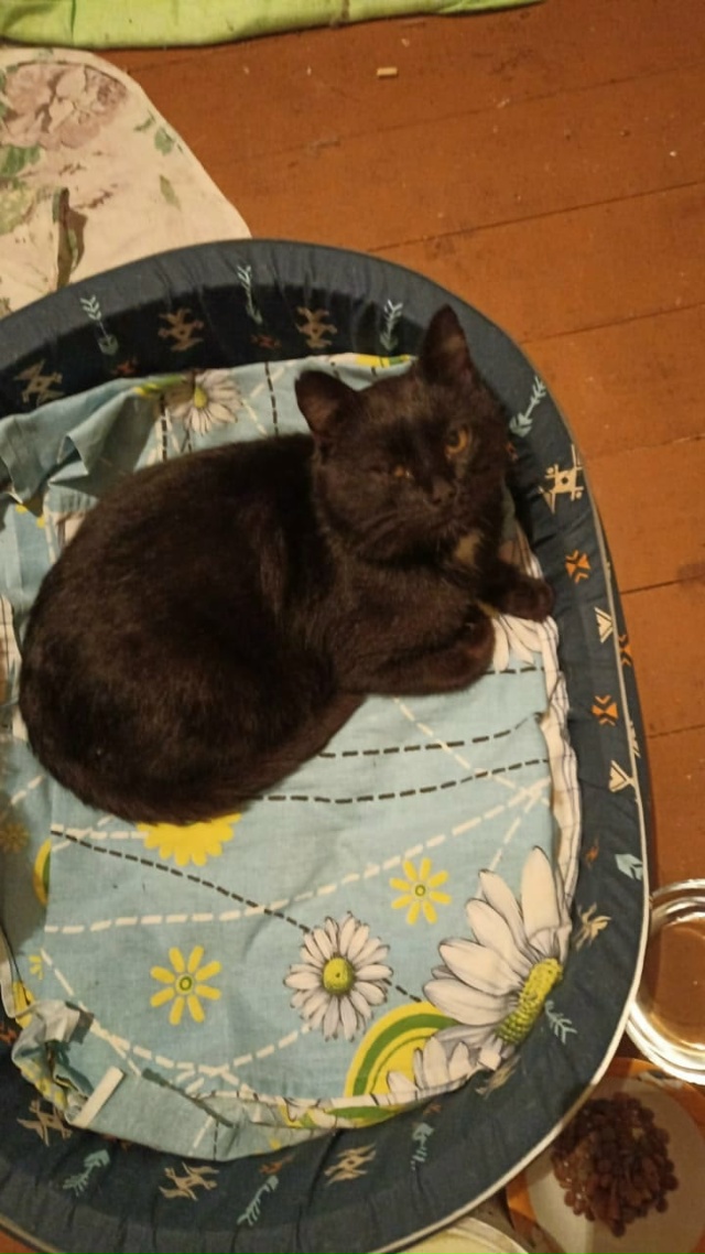 Этот возрастной черный кот с белым пятнышком на шее по...