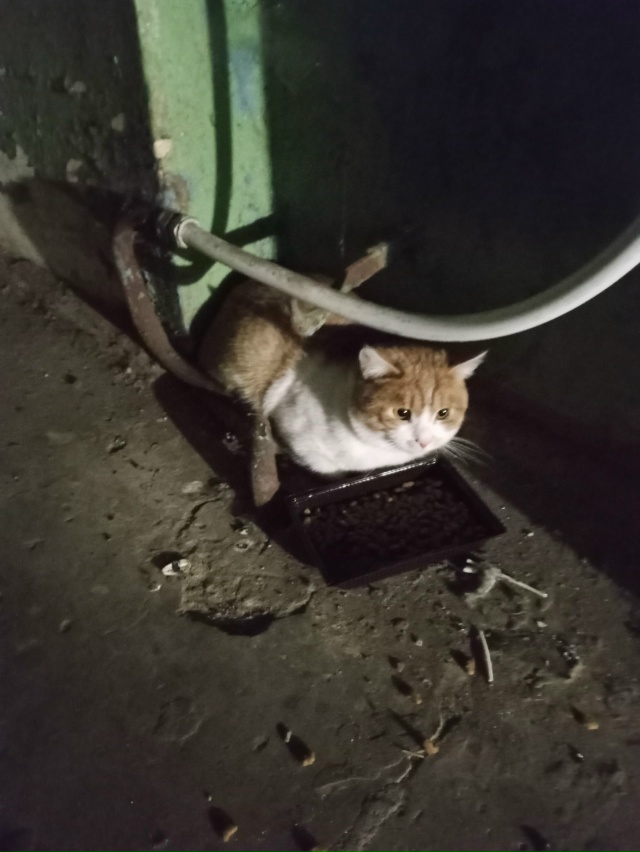 На Ямпольской в подъезде сидит молодой кот. В стрессе н...