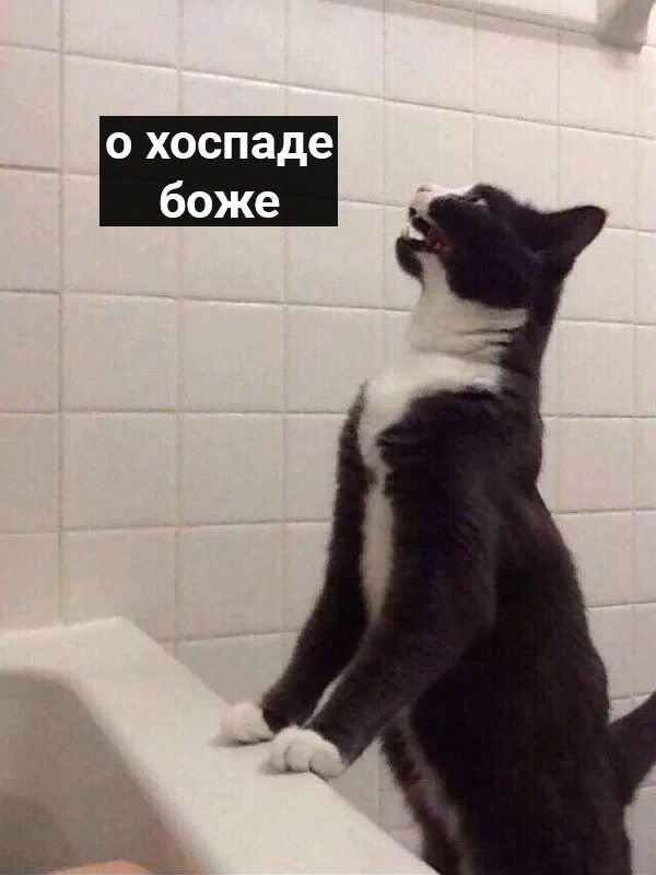Самый надежный и не дорогой психолог😅