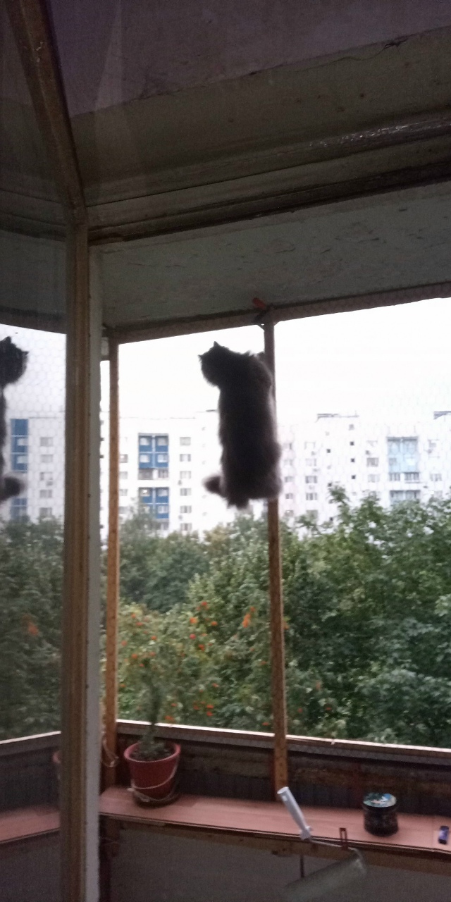 Винни-Пух полез за мёдом.