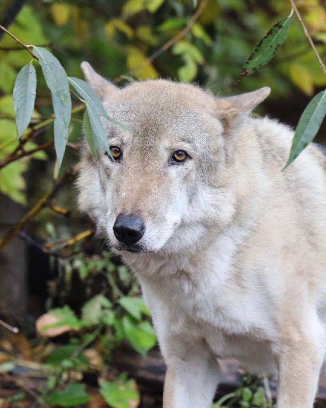 🐺 Умер волк Тарзан из Московского зоопарка
Тарзану было 13 лет, он родился в вотчине Деда Мороза в