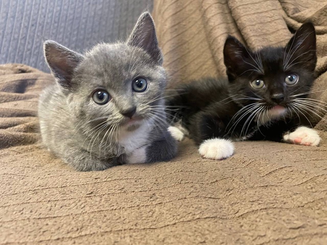 Котятки в добрые руки!очень активные и ручные ❤️
Ищут ...