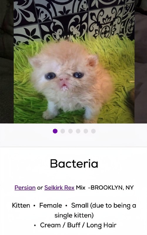 Petfinder — одна из крупнейших международных онлайн-платформ, где животным помогают найти новых хозя