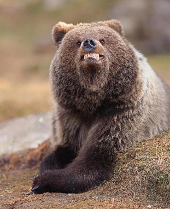 Перед вами финалисты фотоконкурса Nikon Comedy Wildlife Awards 2025 — он посвящен самым угарным моме