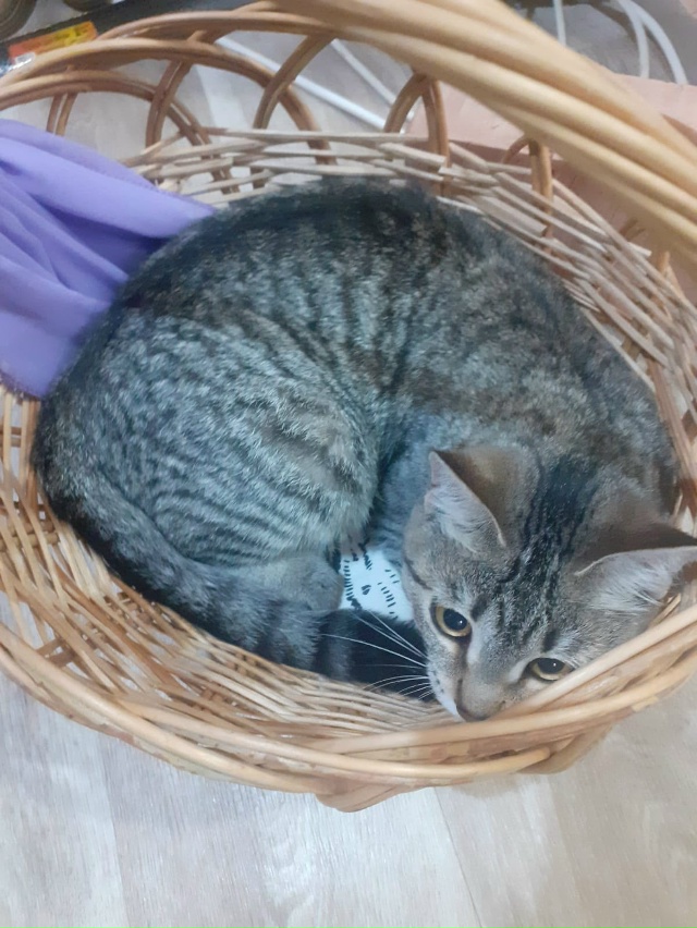 Пристраивается молоденькая кошечка в добрые ручки,под...