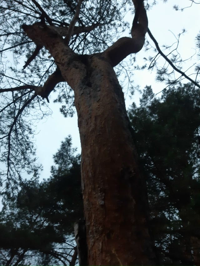 На первый взгляд сосна как сосна,
а ракурс сменился... и...