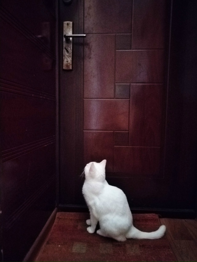 Ну когда хозяин вернётся?😿