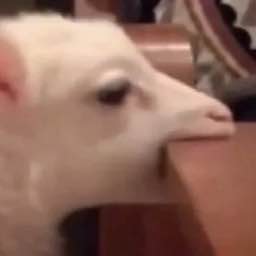 День козла отмечают сегодня.
Ты знаешь кого поздравить.