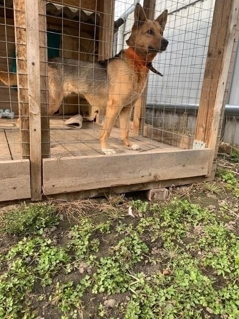 Ищем дом красотке Найде 🐕🐾🏡
Возраст около года, вес?...