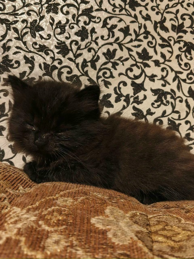 🐈‼️Срочно ищут 🏠 котята‼️🐈
Примите пожалуйста в ?...