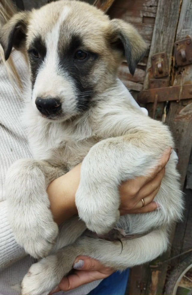 Пушистым колобочкам срочно ищем дом.
Два мальчика и де?...