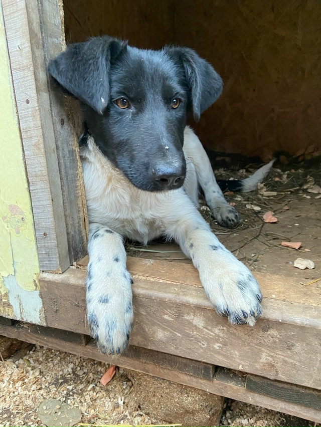 Нужен дом для классных парней.
Никто не захотел помочь ...