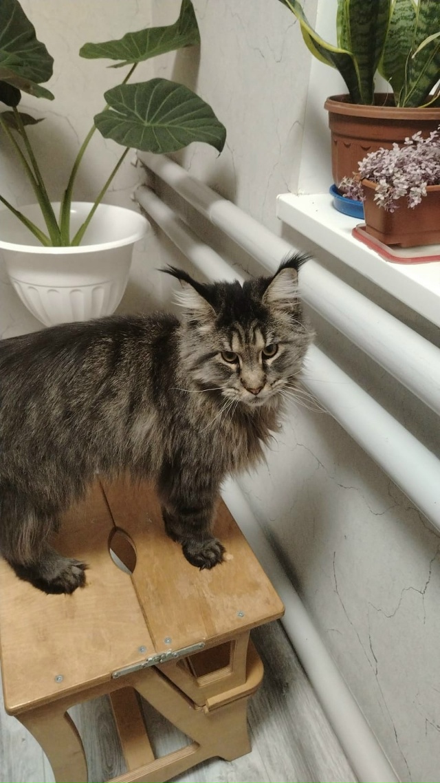 Помогите найти котика по кличке Лео. Пропал вчера. Угол...