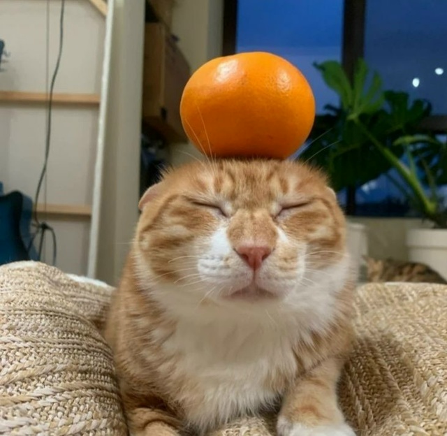 К Новому году мандарины в России подорожают на 20%, прог?...