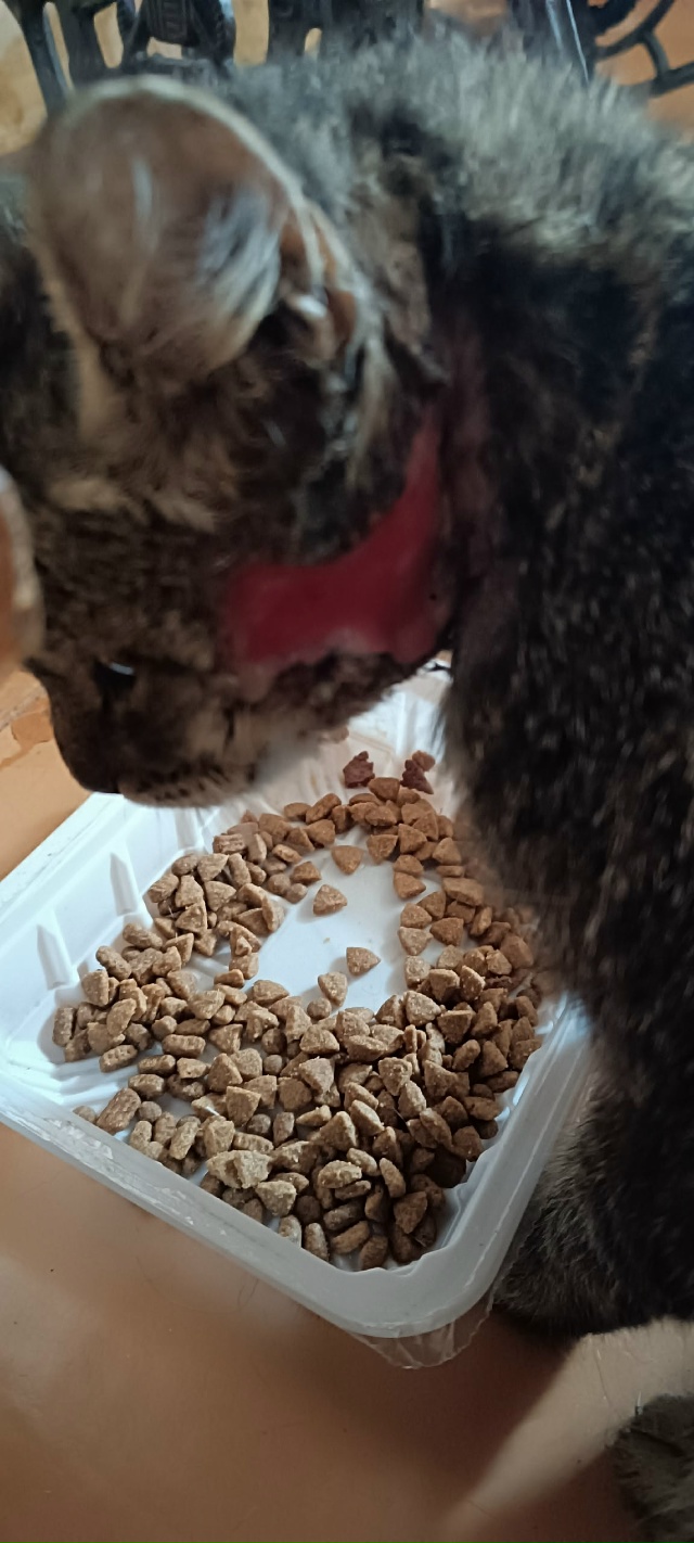 Пост на удачу!
Кто-то, наверное, помнит пост про кота со...